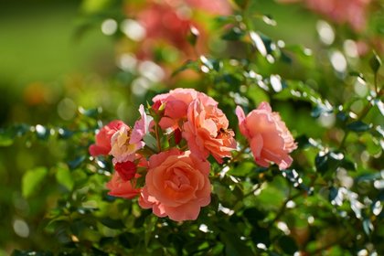Blühende Rosen im Garten eines Wellnesshotels im Harz zur Pfingstzeit