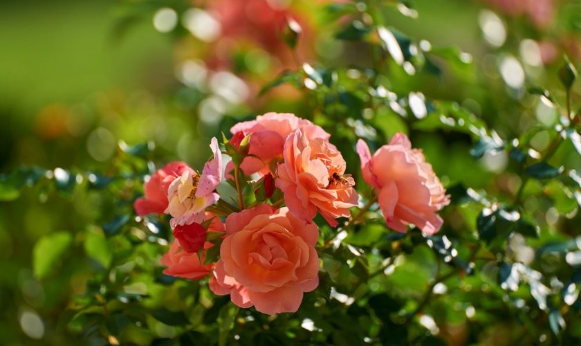 Blütenduft liegt in der Luft Blühende Rosen im Garten eines Wellnesshotels im Harz zur Pfingstzeit