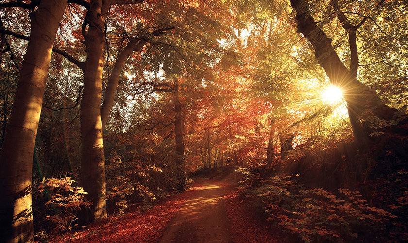 Die warmen Sonnenstrahlen scheinen durch den herbstlich gefärbten Wald im Harz.