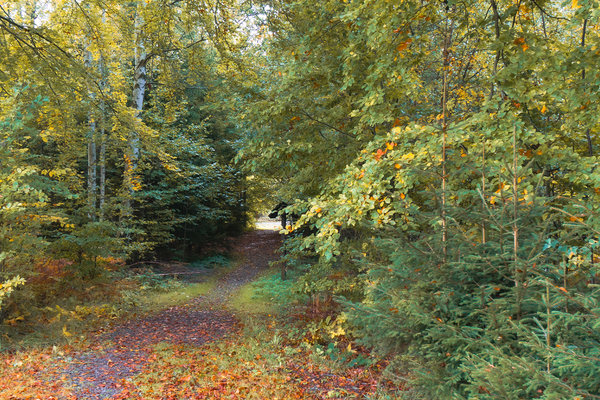 Ein Blick im Wald einen Waldweg entlang mit Bäumen und bunten Blättern im Herbst in Stolberg Harz.