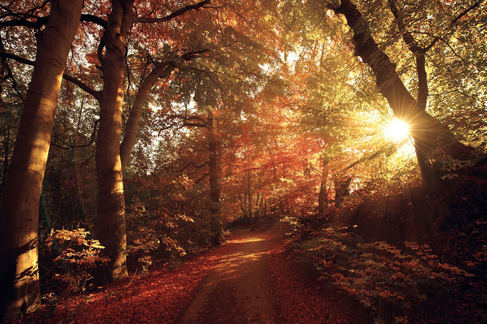 Die warmen Sonnenstrahlen scheinen durch den herbstlich gefärbten Wald im Harz.